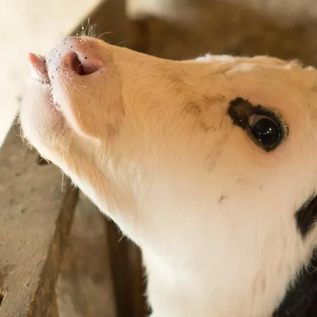 Fortview 3* Enniscrone